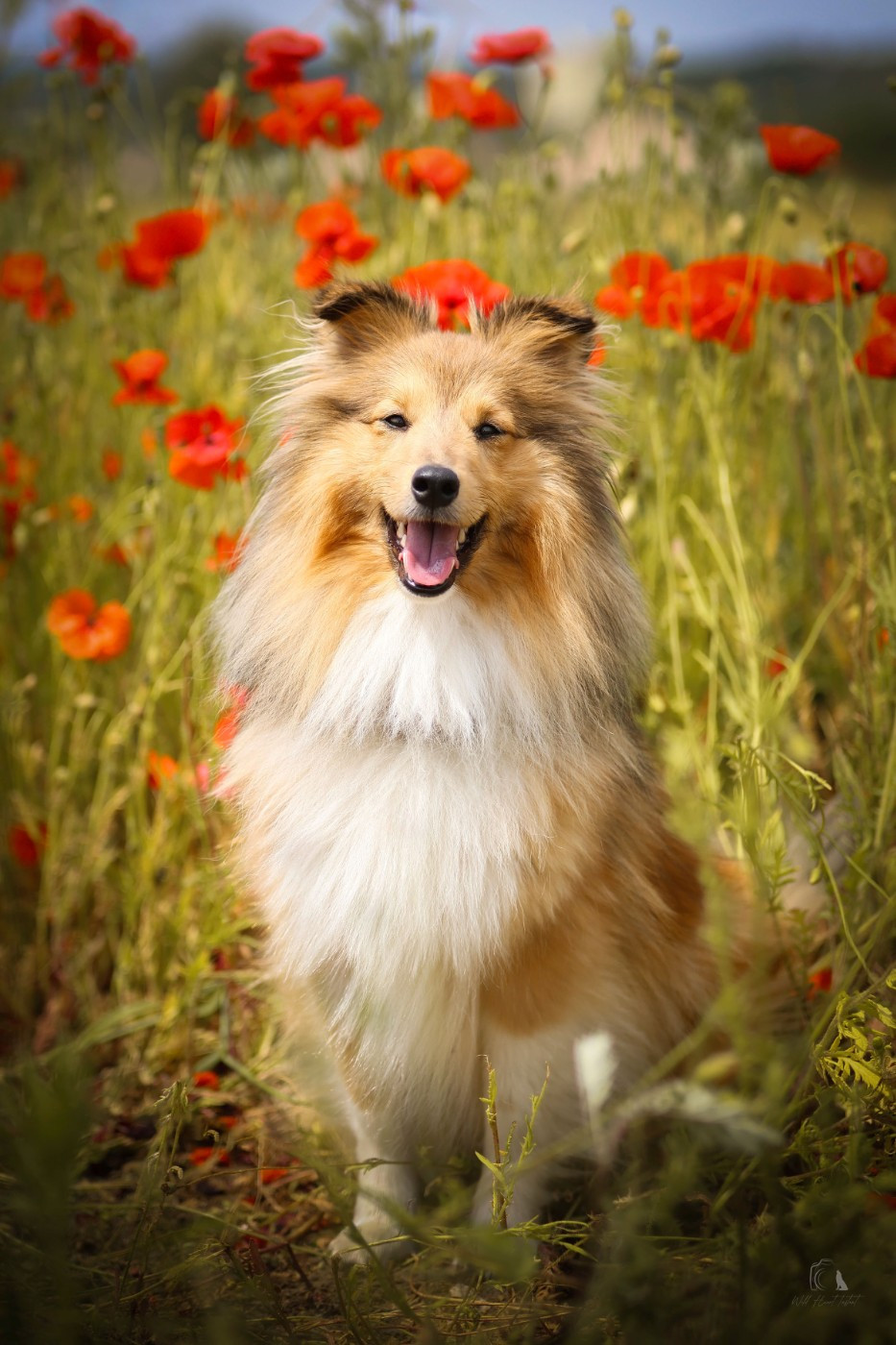 Ultimate gold umy de la vallée du mainland