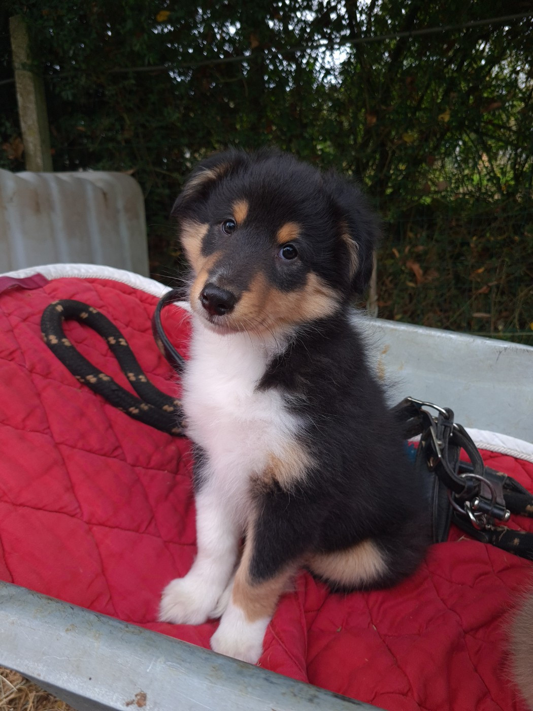 Du Domaine De L'Etoile Normande - Shetland Sheepdog - Portée née le 22/08/2025