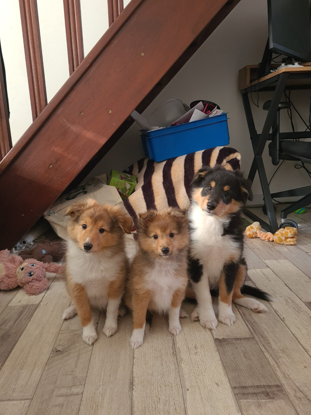 Du Domaine De L'Etoile Normande - Shetland Sheepdog - Portée née le 22/08/2025