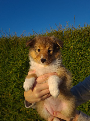 A sky full stars Alaya Gold