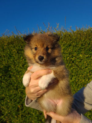 A star that shines Amya Gold